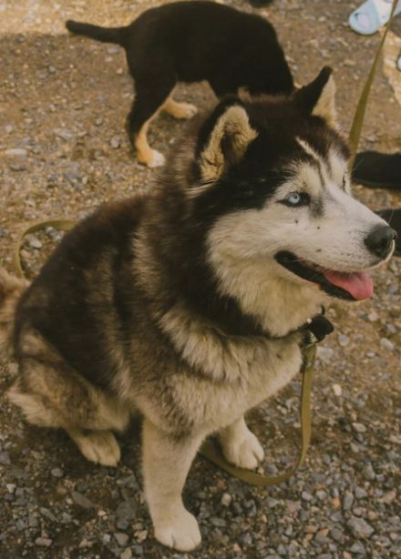 Карелия за 1 день: Рускеала, хаски, водопады