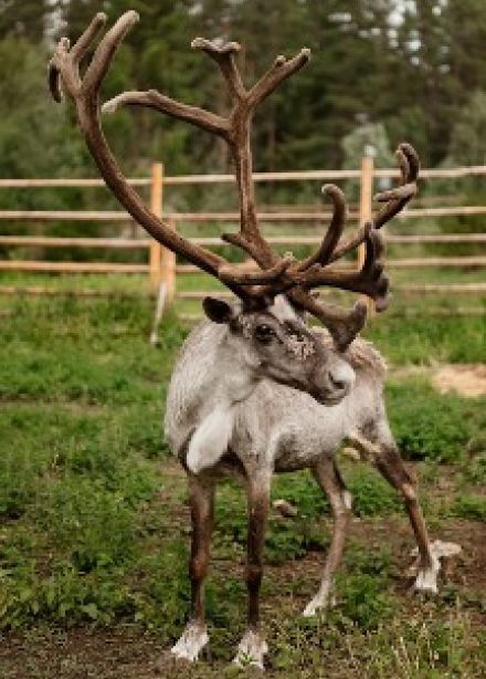 Однодневный тур «Знакомство с Карелией: хаски, олени, водопады и горный парк "Рускеала»