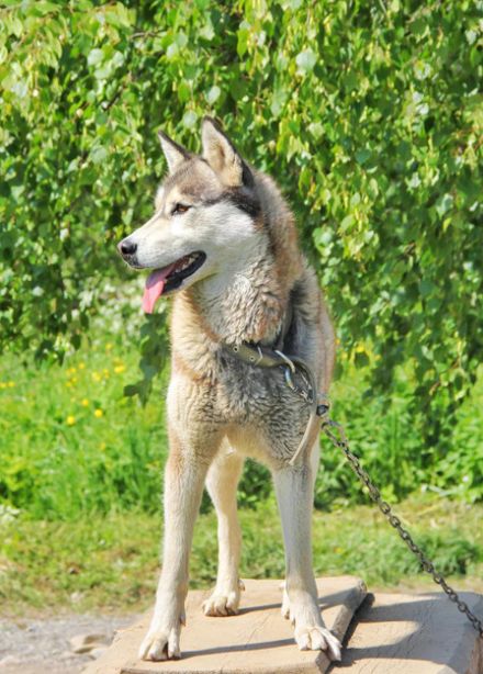 Тур на 1 день «Карельские хаски и мраморный мир»