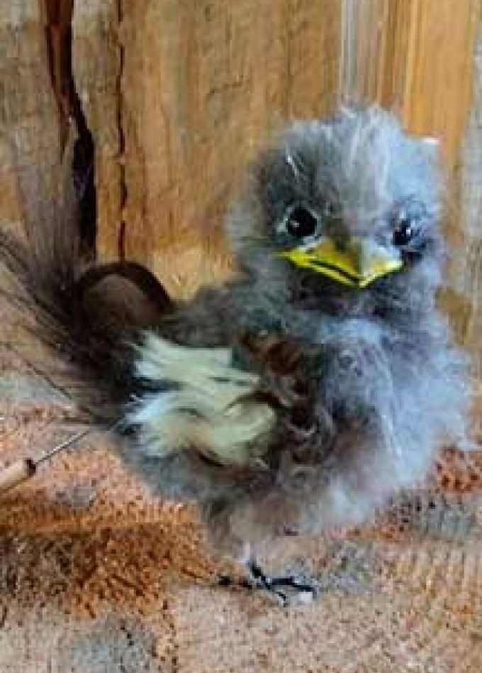 Воробьишко. М. Горький