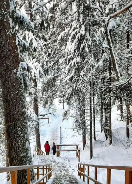 Тур на 1 день «Снежная Карелия: долина водопадов, древние крепости и животные севера»